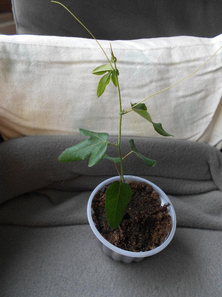 stekje van de Passiebloem, Ophalen, Vaste plant, Klimplanten, Volle zon