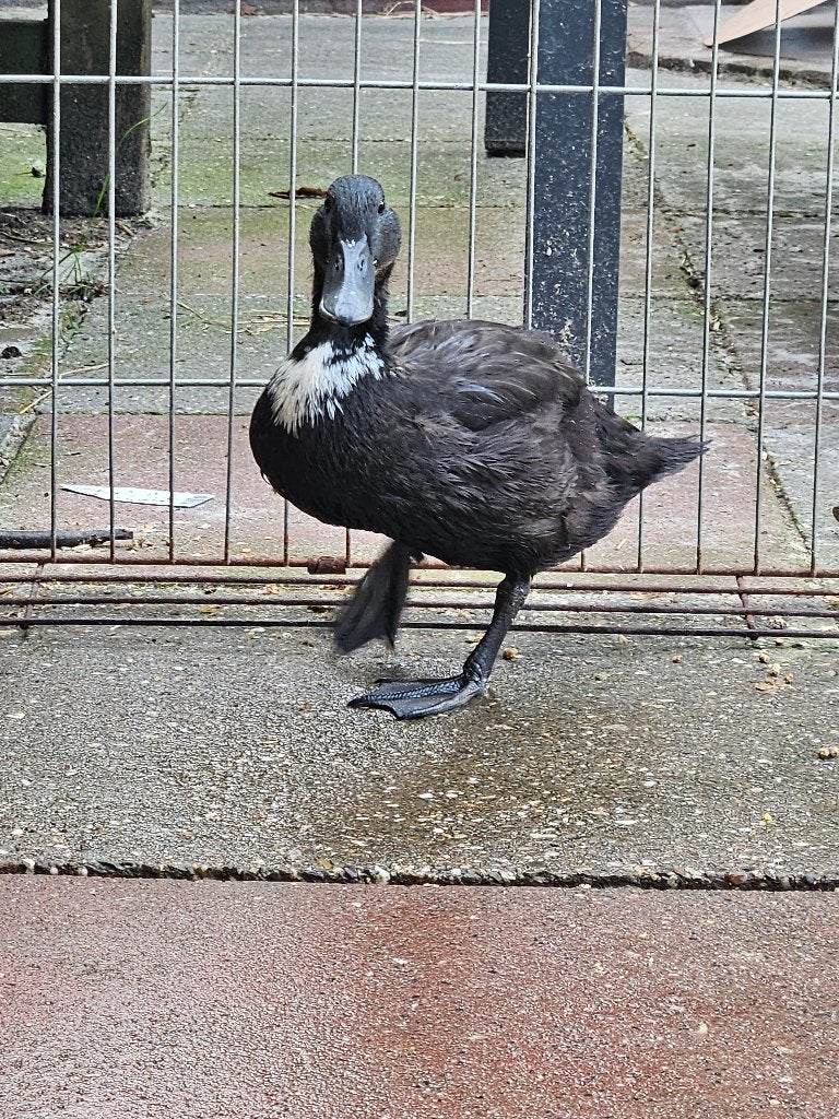 2 eenden, Dieren en Toebehoren, Pluimvee, Meerdere dieren, Eend