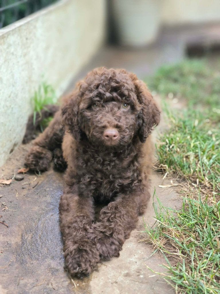Prachtige Labradoodle pupjes zoeken baasje!!, Dieren en Toebehoren, Parvo, België, 8 tot 15 weken, Meerdere