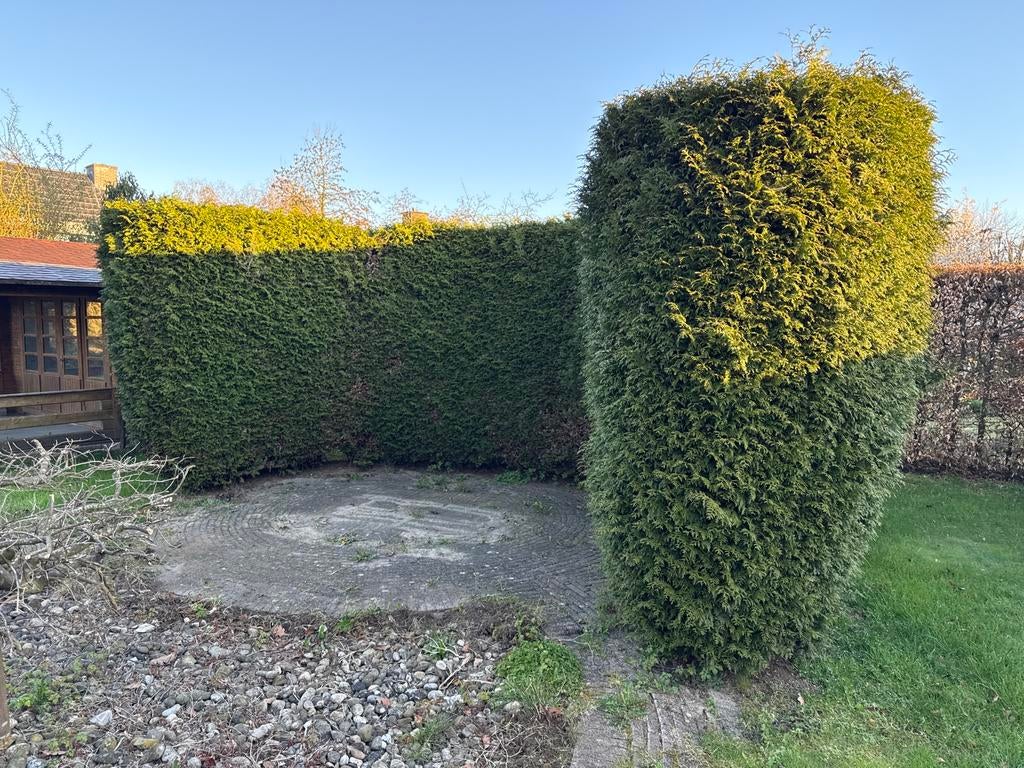 Grote coniferenhaag, ongeveer 7 meter, Tuin en Terras, Planten | Struiken en Hagen, Ophalen, Conifeer, Haag, 250 cm of meer
