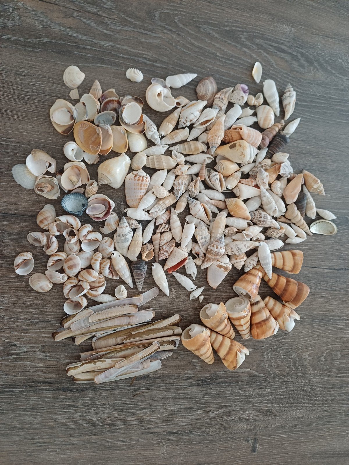 Diverse schelpen, Ophalen of Verzenden, Schelp(en)