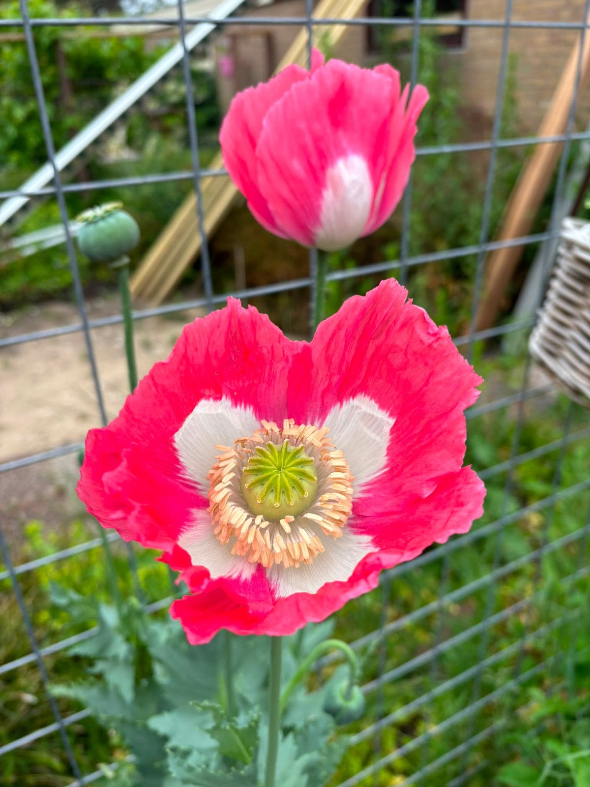 Zaden papaver somniferum kandahar, Ophalen of Verzenden, Volle zon