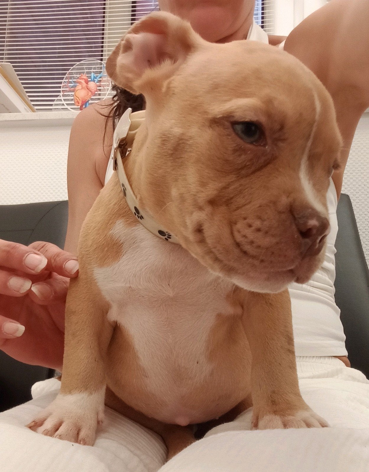 Super mooi Chester lijn Exotic micro ABKC bully meisje, Dieren en Toebehoren, Overige rassen, 8 tot 15 weken, Teef, Parvo