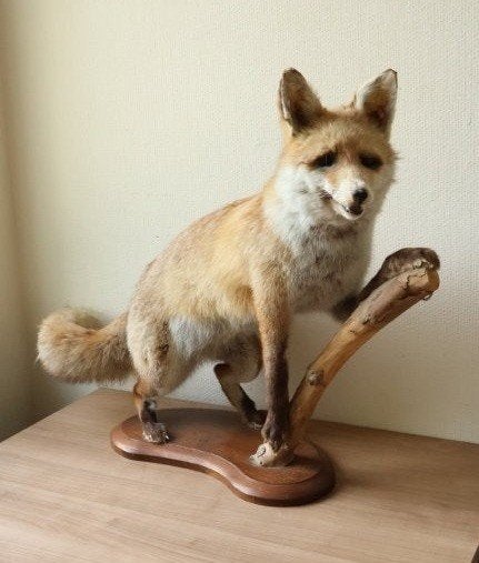 Taxidermie opgezette vos, Ophalen of Verzenden, Gebruikt, Wild dier, Opgezet dier