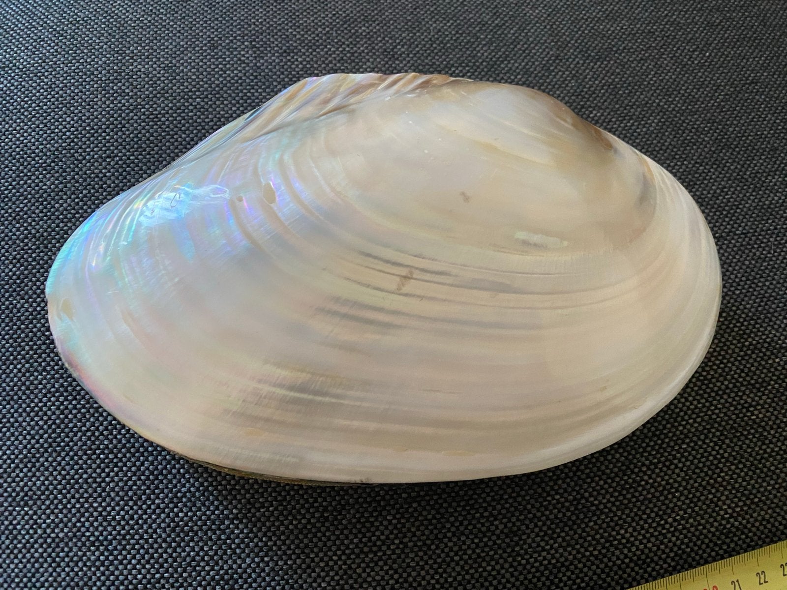 Uniek Kistje van Oesterschelp, Hout en Parelmoer, Antiek en Kunst, Ophalen of Verzenden