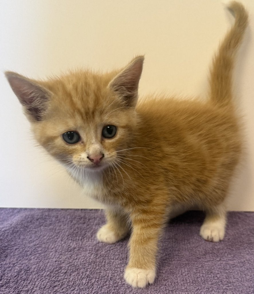 Lieve gezonde mooie kittens te koop, Meerdere dieren, Kortharig, 0 tot 2 jaar