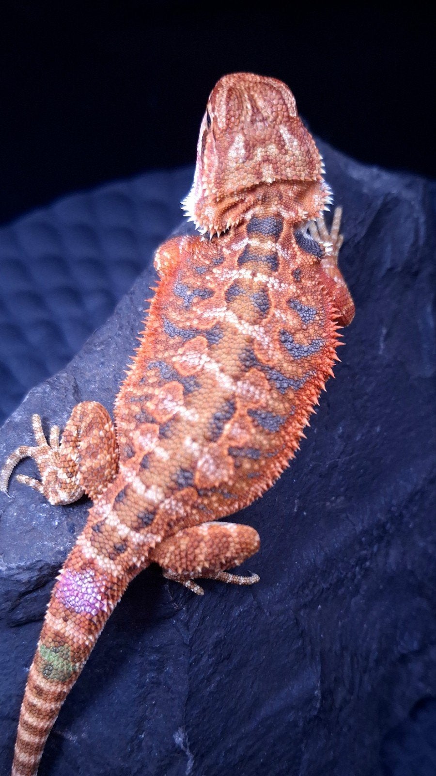 50% Red Monster Extreme Blue Tiger Baardagaam vrouw Bearded Dragon - female for sale from Design Dragons