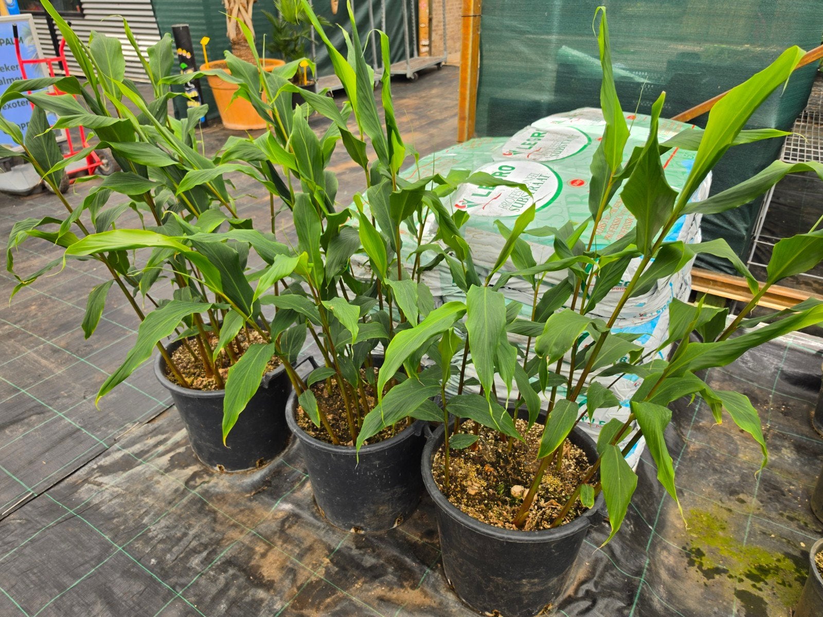Hedychium densiflorum Assam orange winterharde gember, Ophalen, Overige soorten, Volle zon