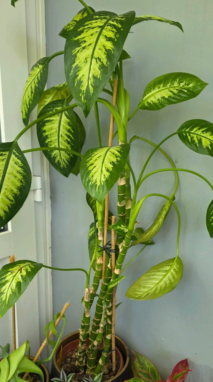 Grote Dieffenbachia kamerplant (zonder pot), Ophalen, 100 tot 150 cm, Overige soorten, Halfschaduw