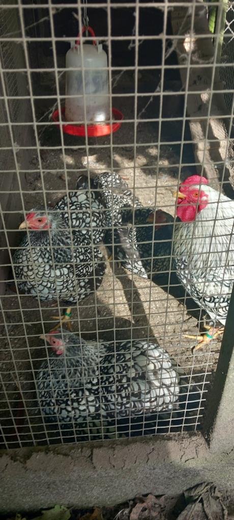 Te koop broedeieren van de wyandotte kriel, Dieren en Toebehoren, Pluimvee, Geslacht onbekend, Kip
