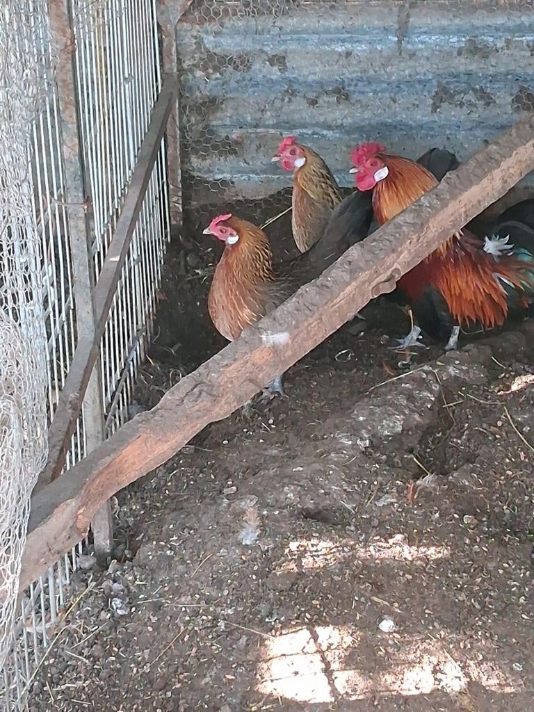 Te koop, Dieren en Toebehoren, Pluimvee, Mannelijk, Kip