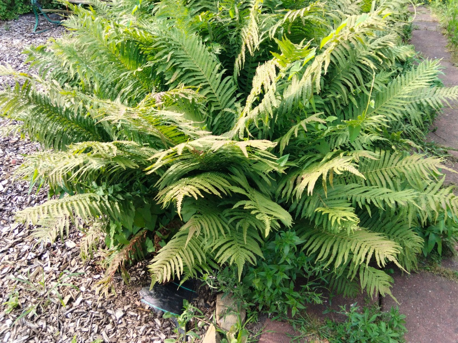 Varens te koop, kleinere en grote, vanaf €1, Ophalen, Vaste plant, Volle zon