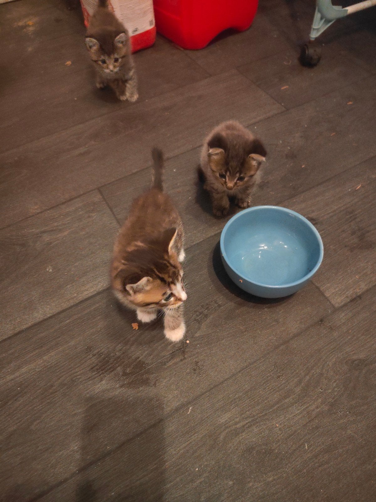 kittens maincoon x boskat, Dieren en Toebehoren, Meerdere dieren, Langharig