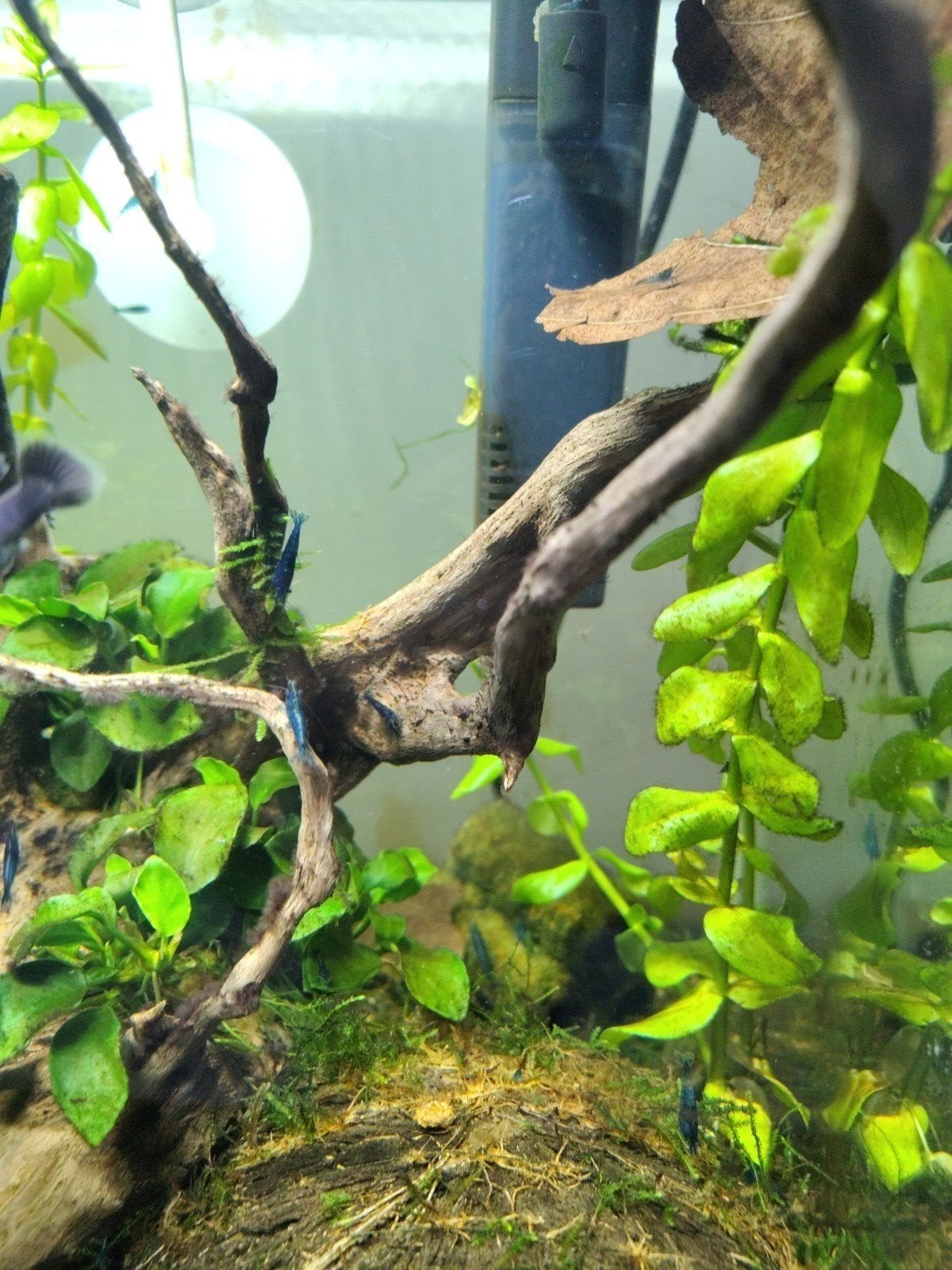 Blue velvet garnalen, Dieren en Toebehoren, Vissen | Aquariumvissen, Kreeft, Krab of Garnaal