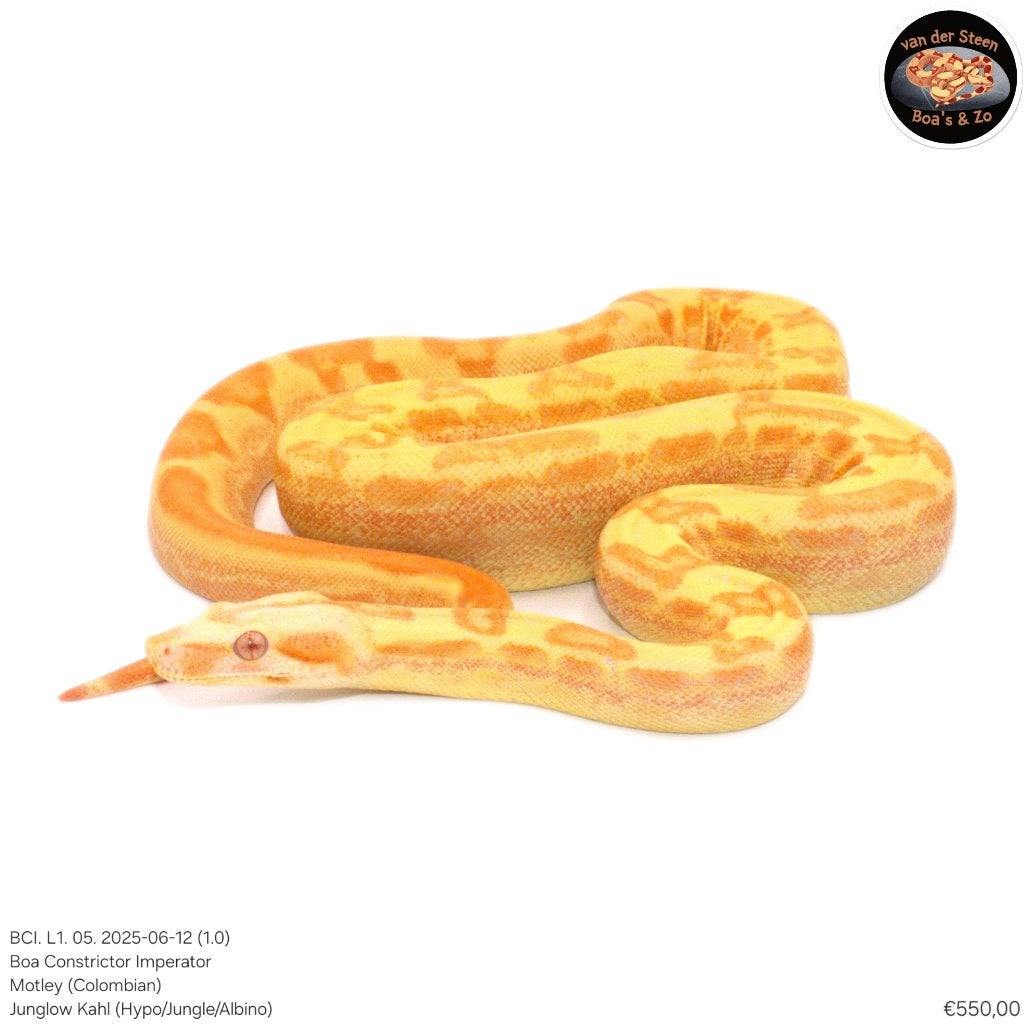 Boa Constrictor Imperator Litter 01 2025 Boa Constrictor photo 3