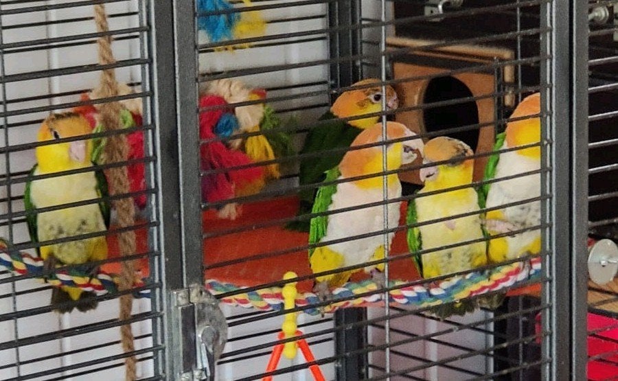 3 jonge caiques te koop, Meerdere dieren, Papegaai, Tam