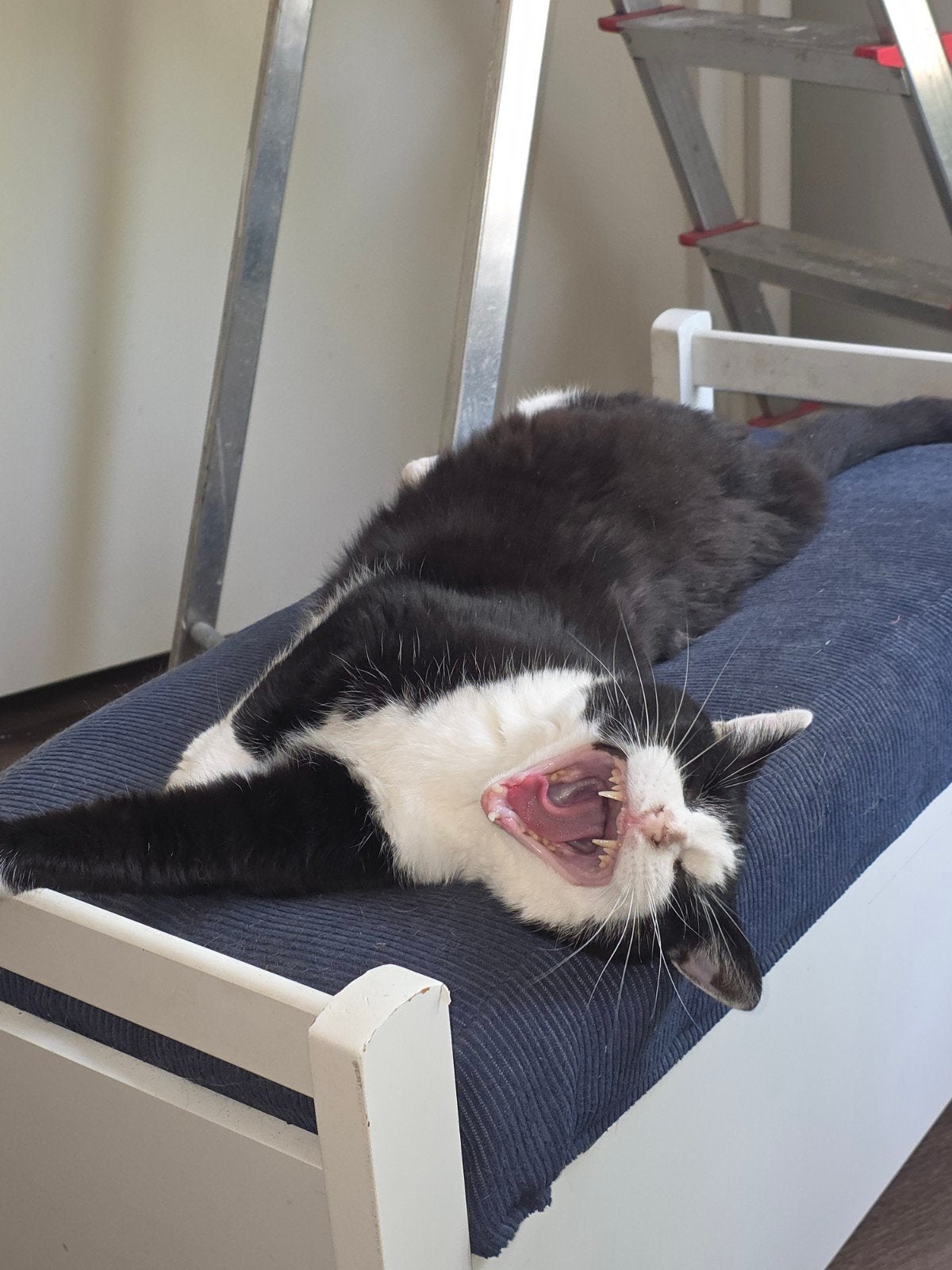 kater en poes, Dieren en Toebehoren, Meerdere dieren, Kortharig, 6 jaar of ouder