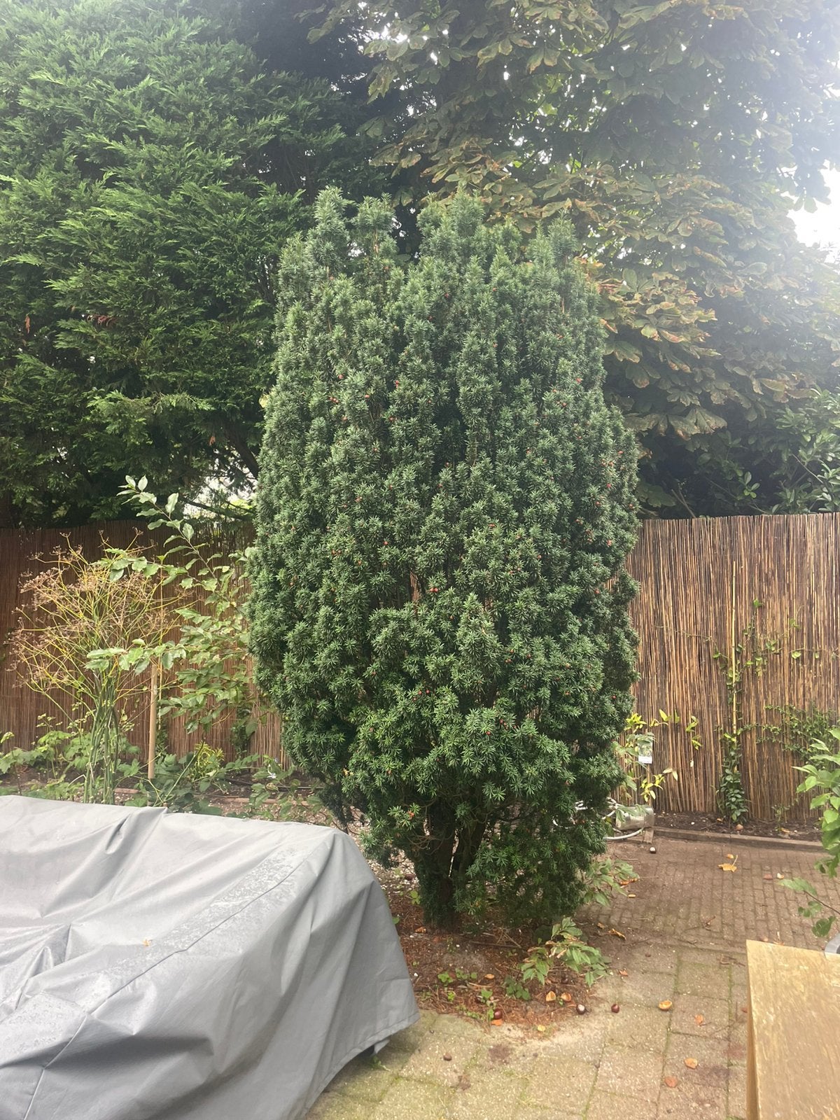 Taxus, Ophalen, Taxus, 250 cm of meer