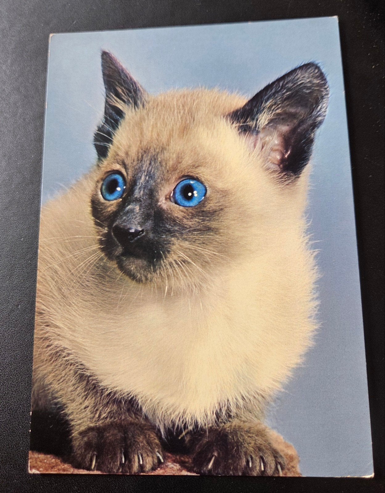 Schattige Siamees Kitten met Blauwe Ogen, Verzenden, 1980 tot heden, Ongelopen, Hond of Kat