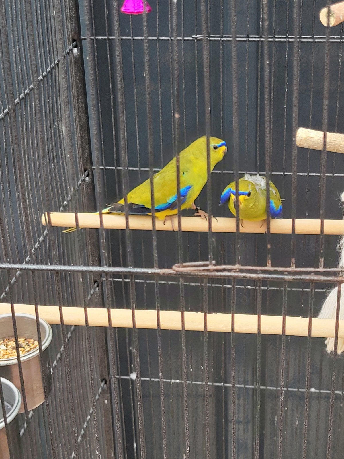 Neophema's elegant parkieten met kooi, Dieren en Toebehoren, Ophalen