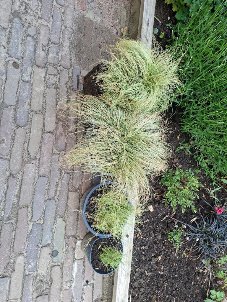 Siergrassen, Tuin en Terras, Planten | Tuinplanten, Ophalen, Volle zon