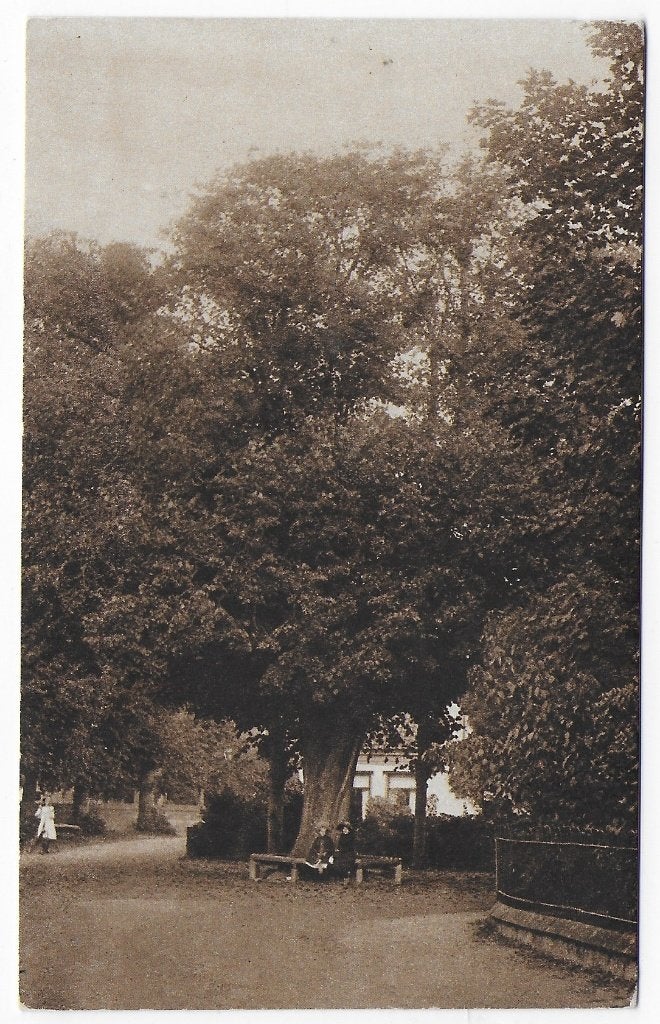 Bergen Oude Lindeboom Ongelopen Ansichtkaart ( B6766), Ophalen of Verzenden, 1960 tot 1980, Ongelopen, Noord-Holland