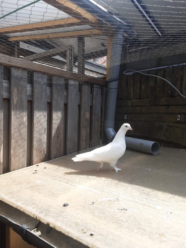 Takla, Dieren en Toebehoren, Mannelijk, Postduif