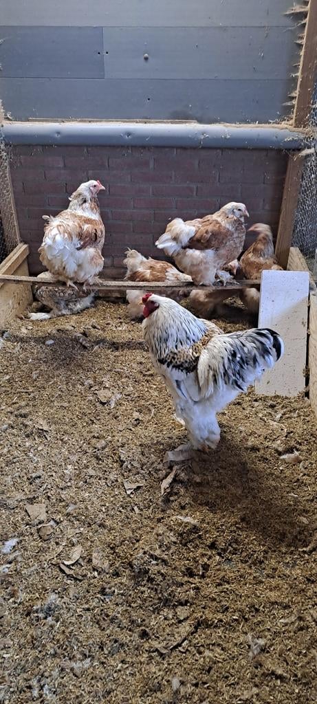 Brahma hennen verschillende kleurslagen te koop, Dieren en Toebehoren, Pluimvee, Vrouwelijk, Kip