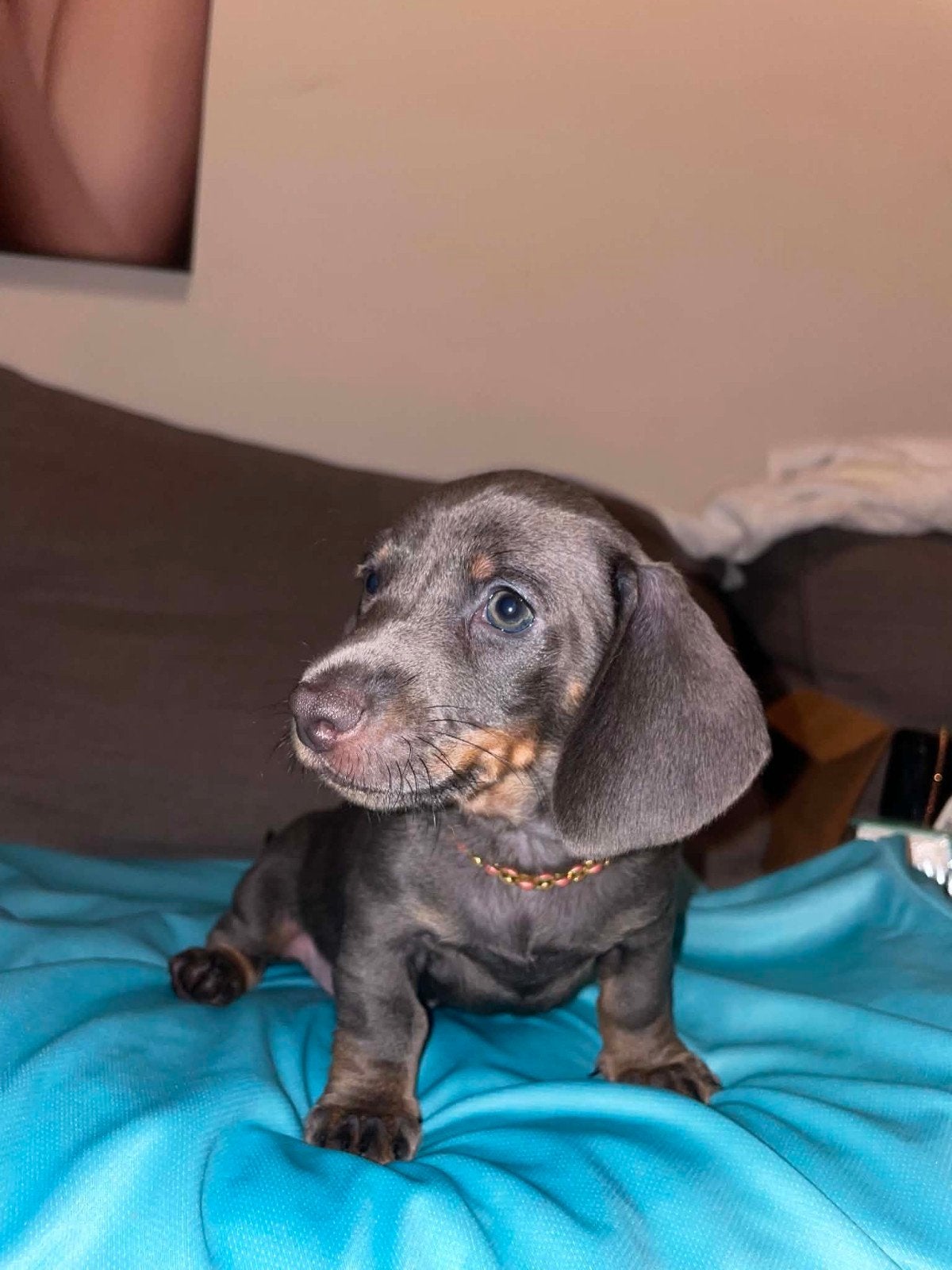 korthaire miniatuur dwergteckelpups allemaal blaue ouge, Dieren en Toebehoren, Honden | Teckels en Dashonden, 8 tot 15 weken, Korthaar
