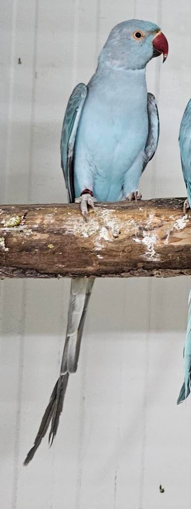 Blauwe halsbandparkiet, Dieren en Toebehoren, Geslacht onbekend, Parkiet, Geringd