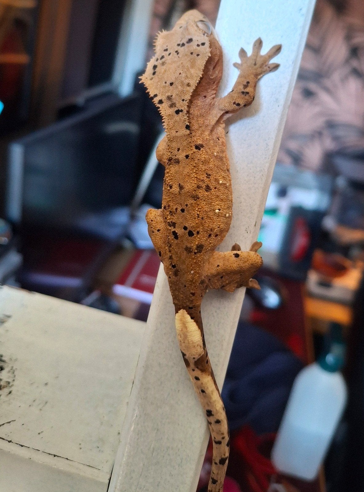 Hele mooie dalmatian wimpergekko/crested gecko vrouw (0.1) Crested Gecko photo 5
