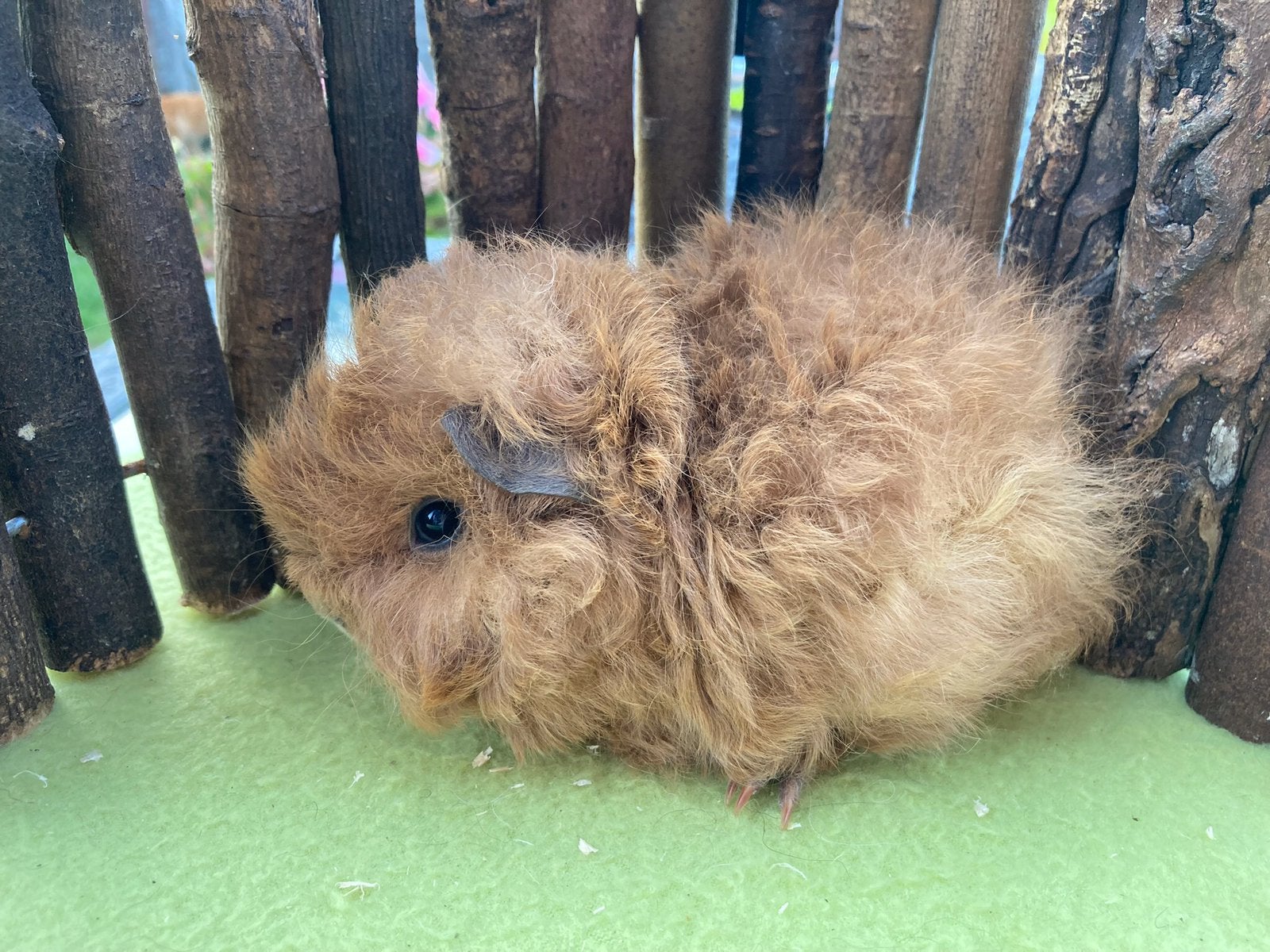 Diverse jonge lunkarya cavia’s, Dieren en Toebehoren, Knaagdieren, Cavia, Augustus, Meerdere dieren, Tam