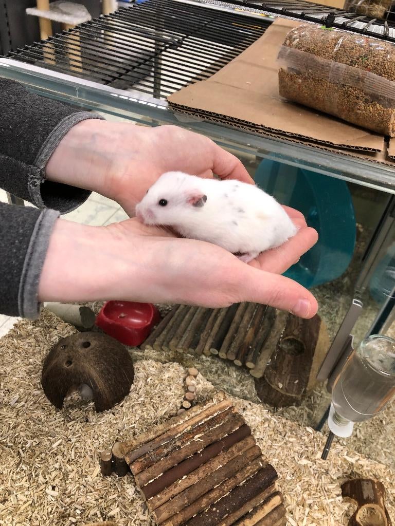 Syrische hamster / Goudhamster man (10wkn), Hamster, Februari, Mannelijk, Tam