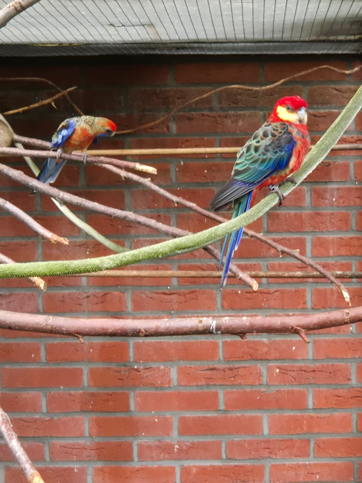 Stanley Rosella Man 1-0 '25 kan mee naar Hardenberg 12e, Dieren en Toebehoren, Vogels | Parkieten en Papegaaien, Mannelijk, Parkiet