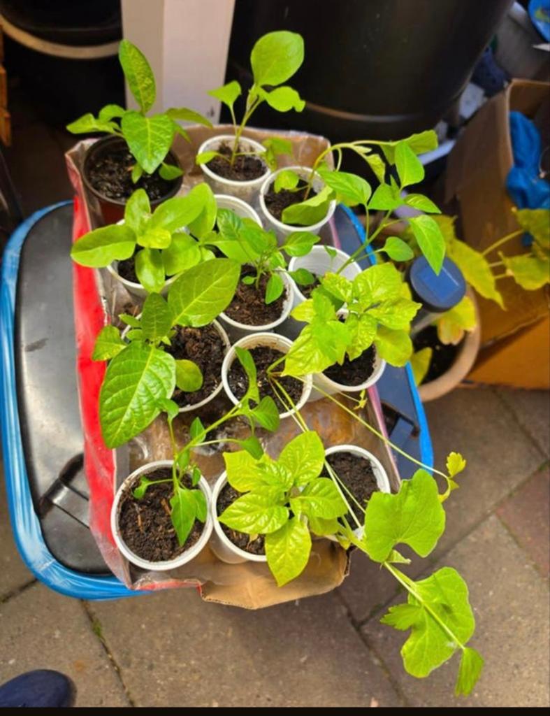 Jonge Surinaamse Groenteplantjes voor Moestuin of Kas, Ophalen, Volle zon, Groenteplanten, Eenjarig