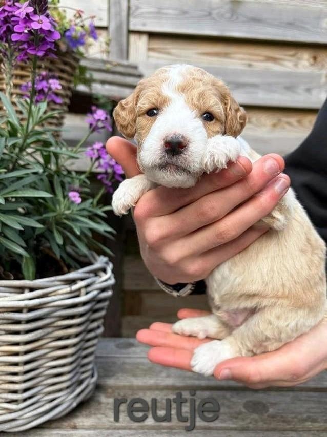 Labradoodle pups mini/medium, Overige rassen, 8 tot 15 weken, Meerdere dieren, Eén hond