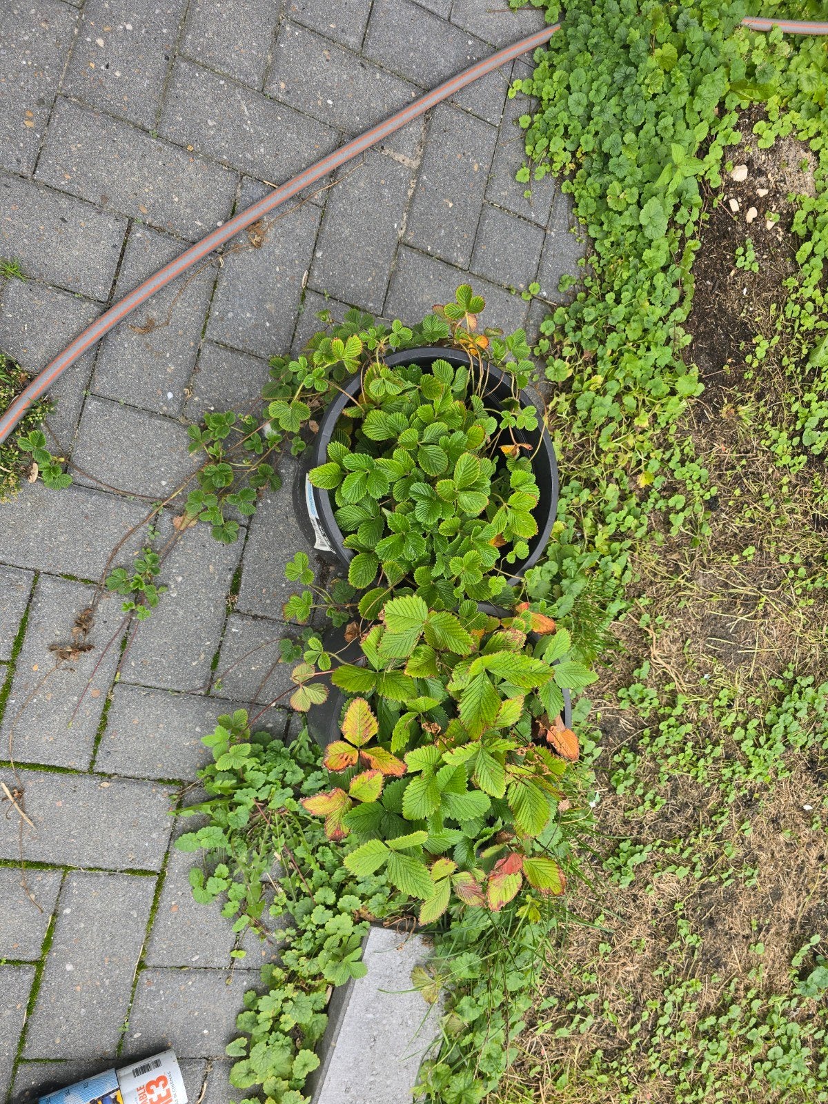 Aardbeien plantjes - Vers en klaar om te planten!, Ophalen, Volle zon, Vaste plant, Fruitplanten