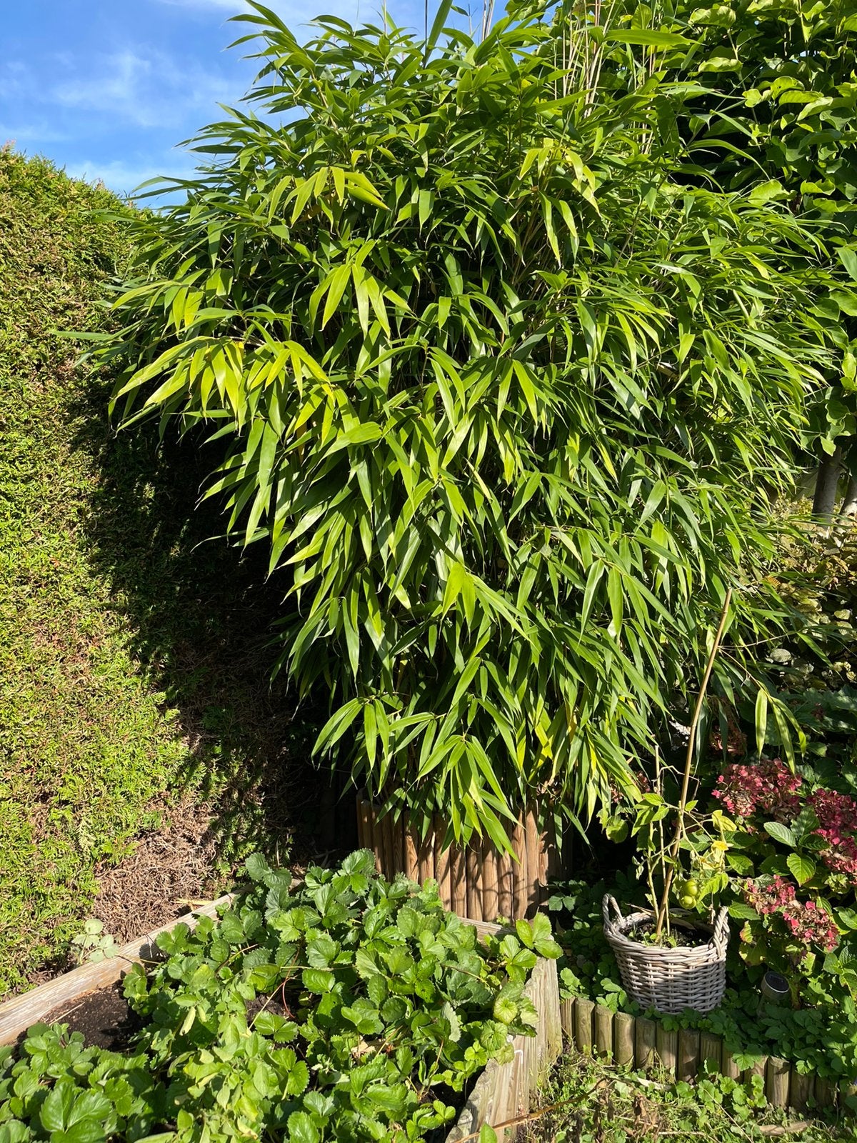 Bamboe plant. Gratis., Bloeit niet, Halfschaduw, Overige soorten, 250 tot 400 cm