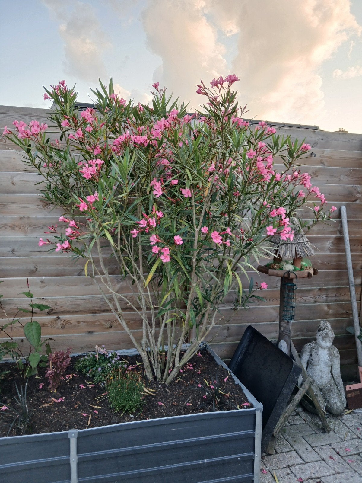 oleander, Overige soorten, 100 tot 250 cm, Zomer, Ophalen