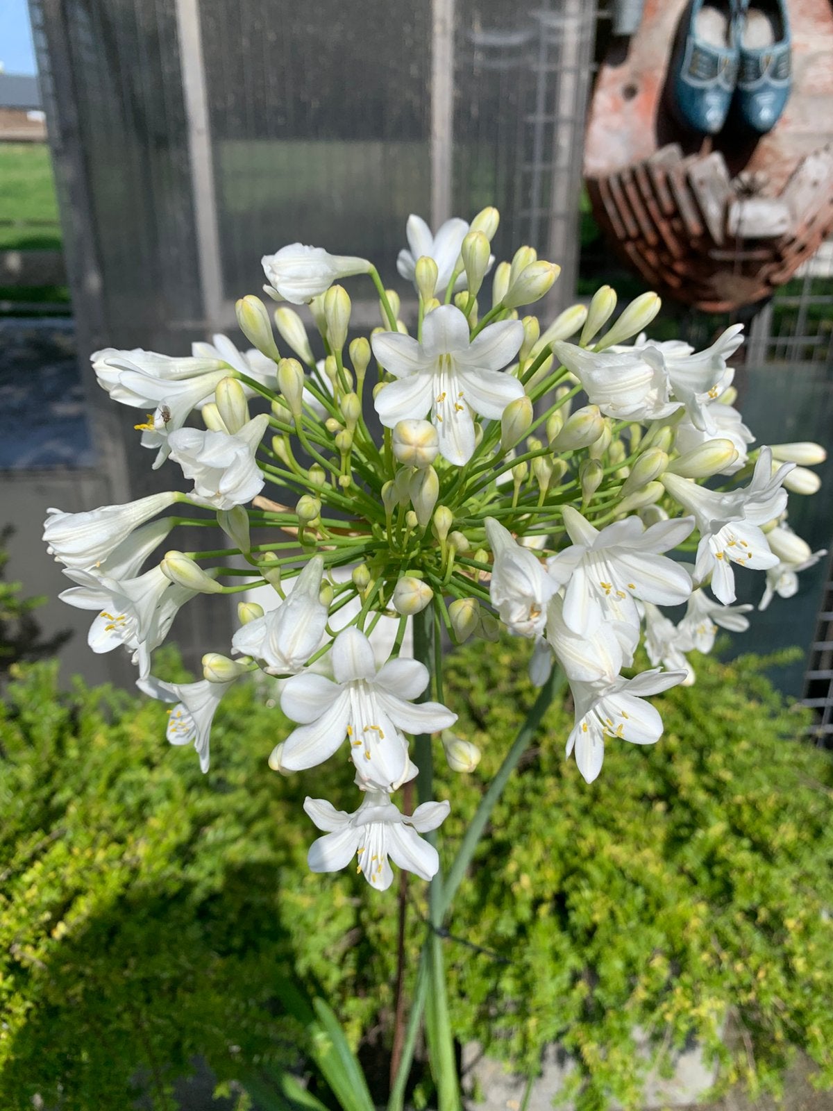 Afrikaanse lelie (Agapanthus), Ophalen of Verzenden, Volle zon, Knol