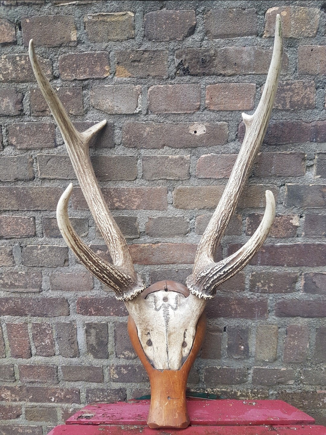 Prachtig MEGA Rusa Sambar hert Aziatisch schedel gewei

Te k, Ophalen of Verzenden, Zo goed als nieuw, Hert, Schedel
