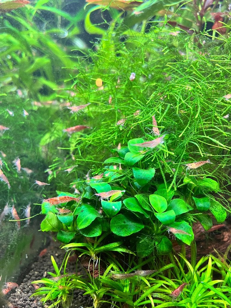 Neocaridina vuurgarnalen – ca. 15 stuks met javamos, Kreeft, Krab of Garnaal, Zoetwatervis