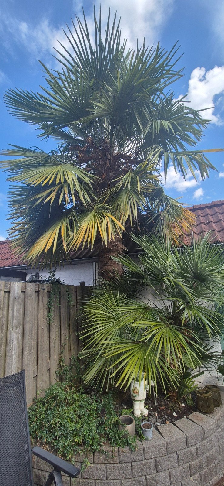 Mooie palm, Ophalen, Gehele jaar, Volle zon