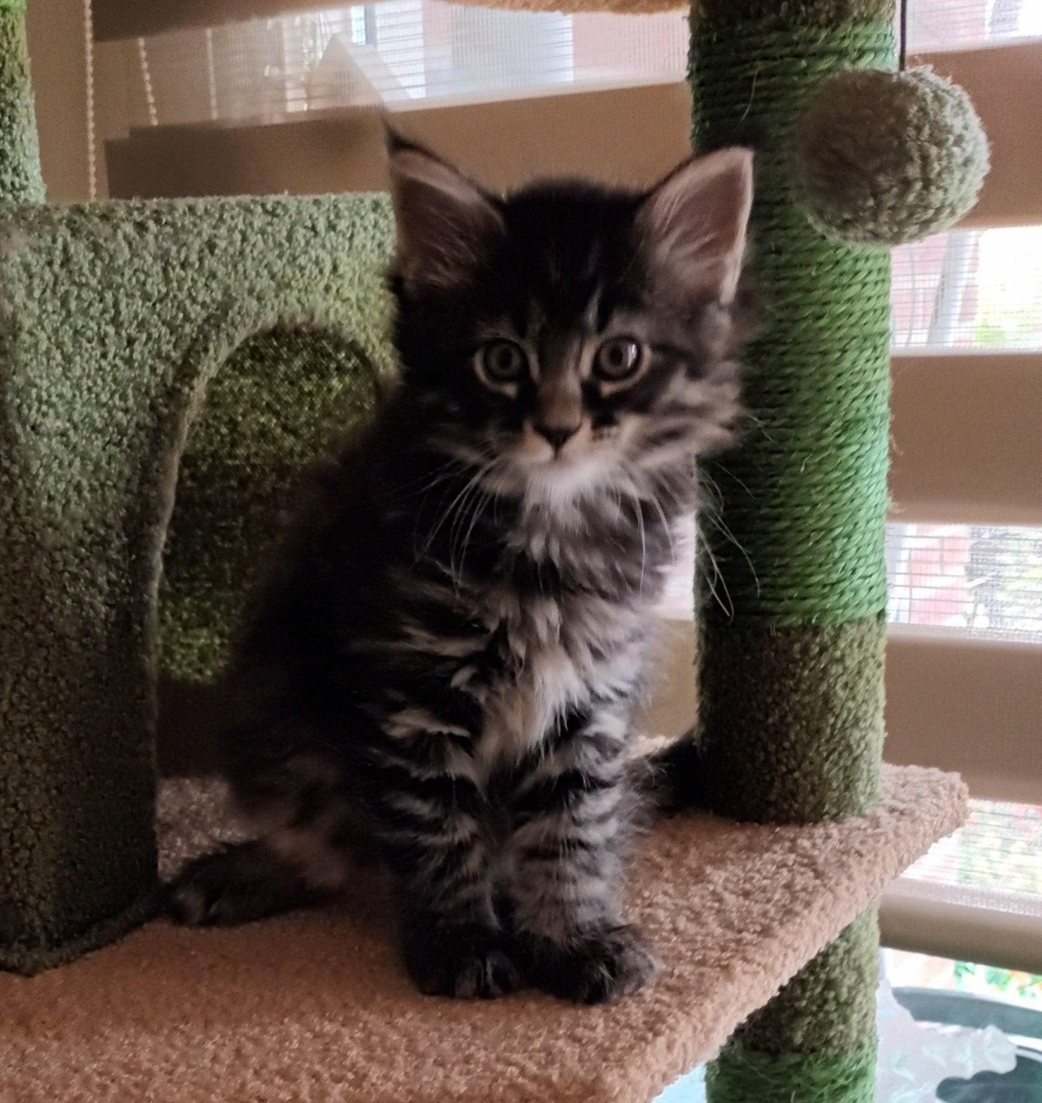 Lief pluizig raszuivere Mc poezebolletje., Poes, Ontwormd, 0 tot 2 jaar