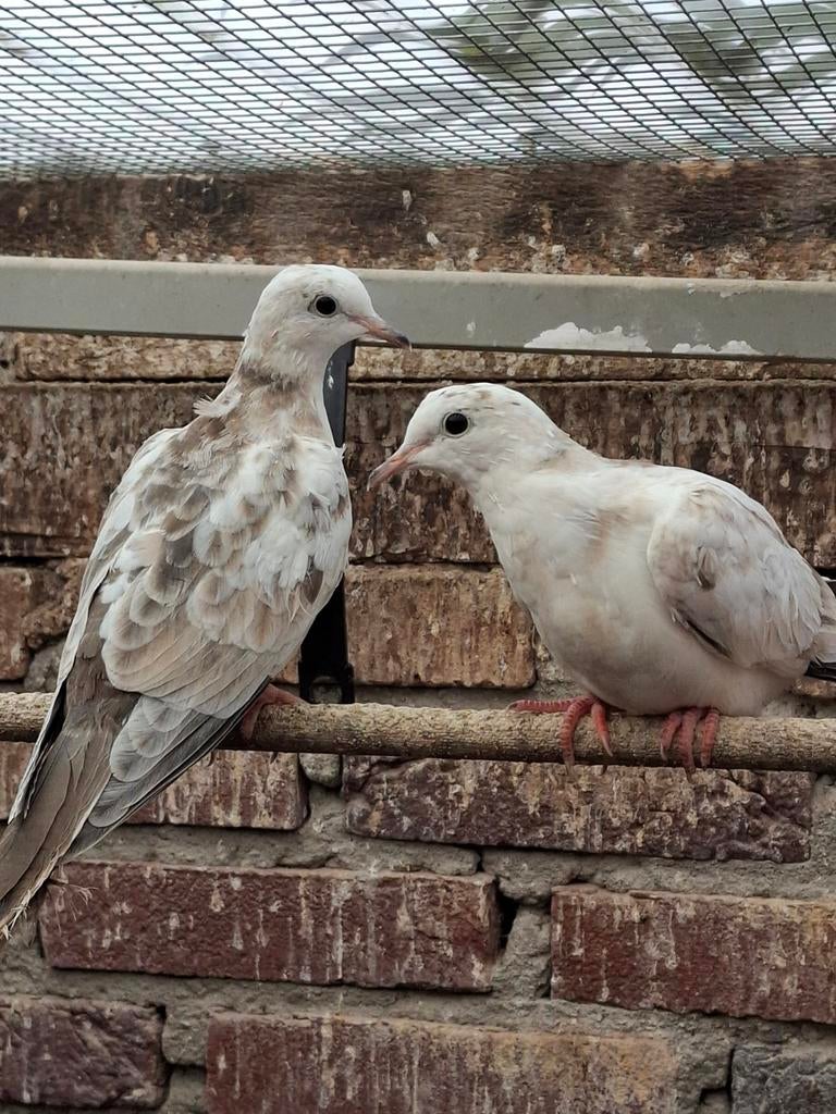 Tortelduifjes/ lachduifjes, Dieren en Toebehoren, Vogels | Duiven, Geslacht onbekend, Overige soorten