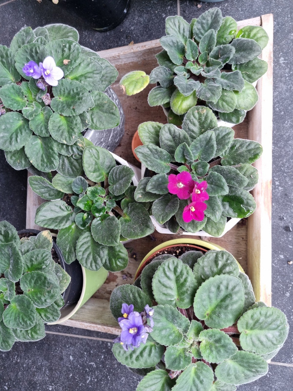 kaaps viooltje, Ophalen, Overige soorten, Volle zon