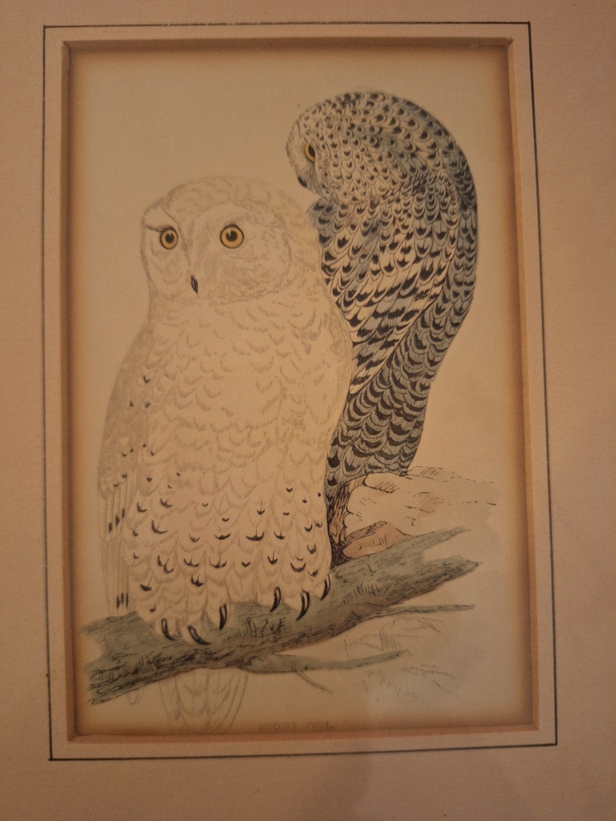 Lithografie Sneeuwuil - Prachtige Uilenprint, Ingelijst, Ophalen of Verzenden, Dieren en Natuur, Lithografie