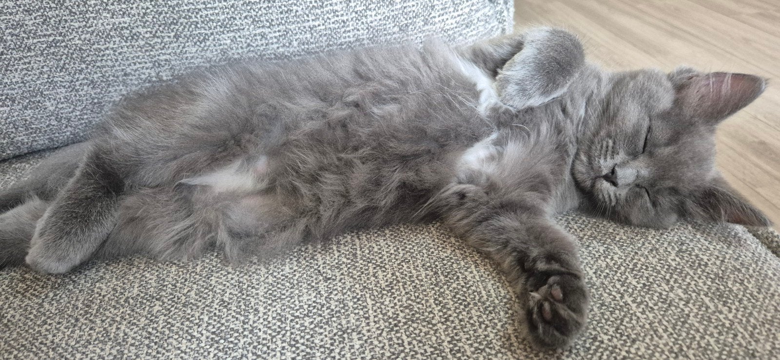 1  Prachtige Ragdoll kitten met stamboom +  DNA getest, Dieren en Toebehoren, Katten en Kittens | Raskatten | Langhaar, Kater