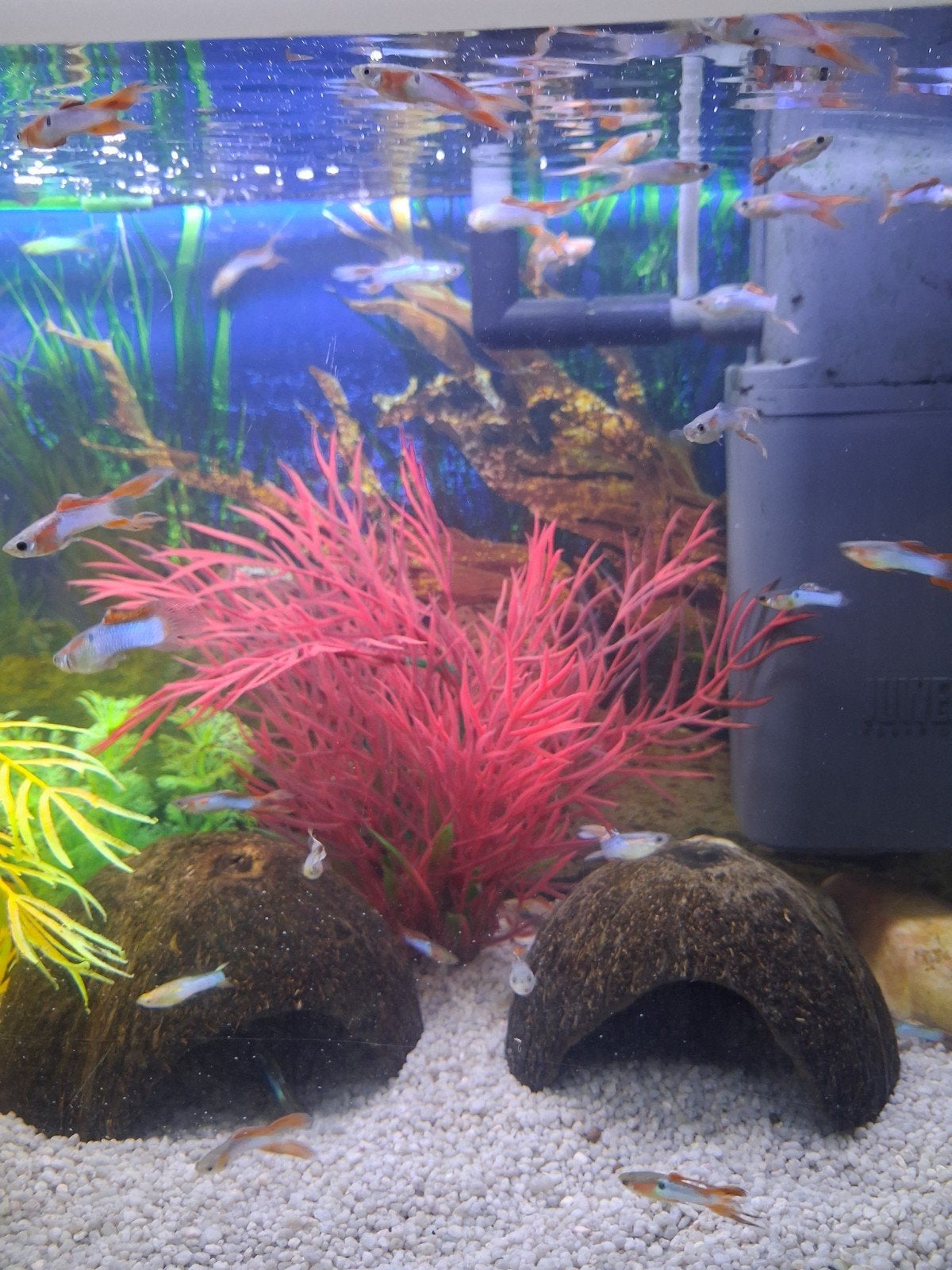 Guppies manen en vrouwen zitten vol met jongen 50 cent, Vis