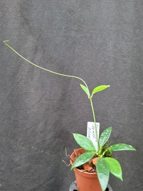 Dischidia acuminata, Overige soorten, Minder dan 100 cm, Groene kamerplant, Halfschaduw